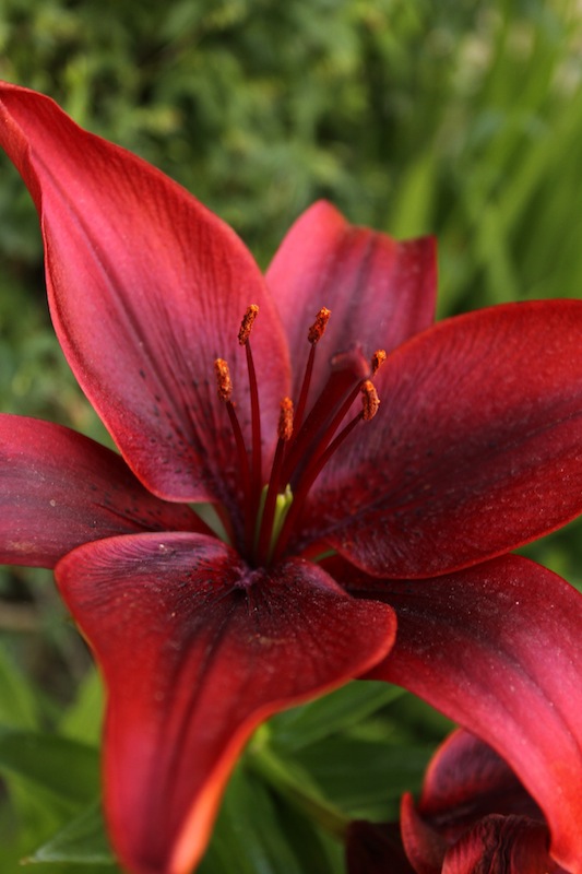 fleur.jpg
