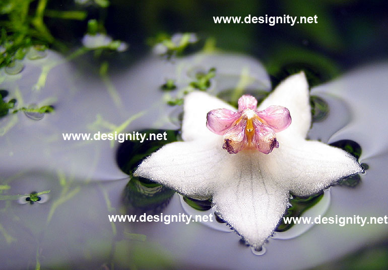 fiore-macro.jpg