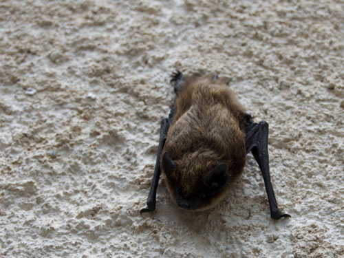 Chauve souris.jpg