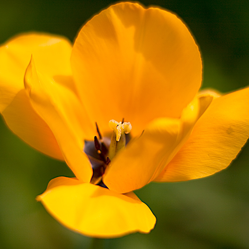 TulipeMacro.jpg