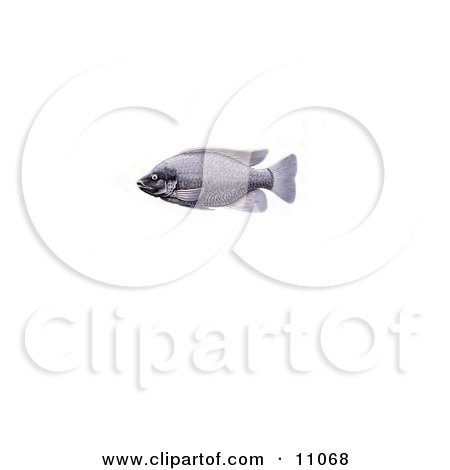 11068-Clipart-Illustration-Of-A-Tilapia-Cichlid-Fish.jpg