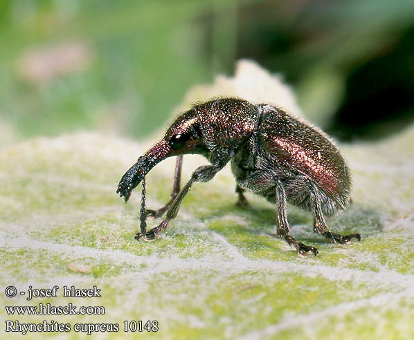 rhynchites_cupreus_10148.jpg