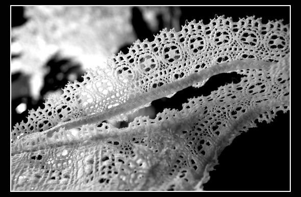 dentelle.jpg