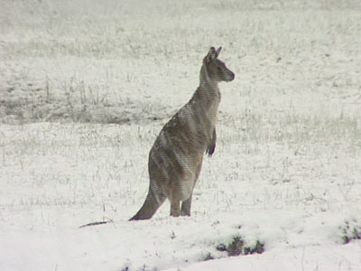 snowaustralia.jpg