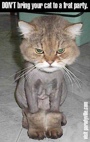 Cat1.jpg