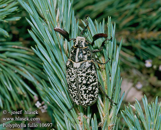 polyphylla_fullo_10697.jpg
