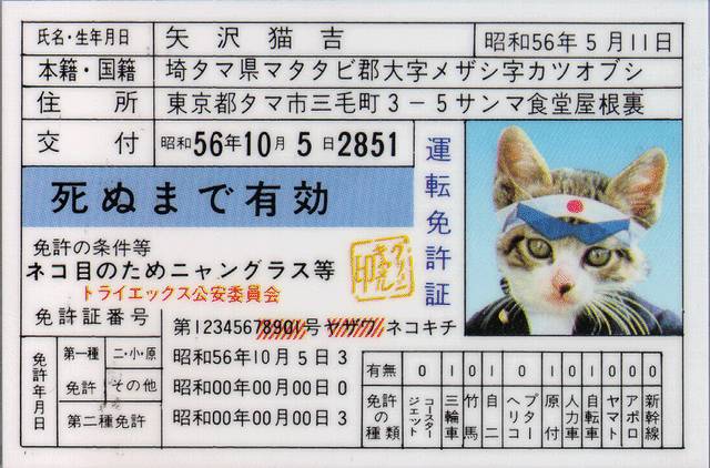 japanese_cat.jpg