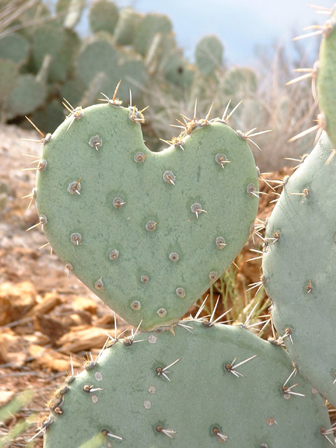 cactus_heart_big.jpg