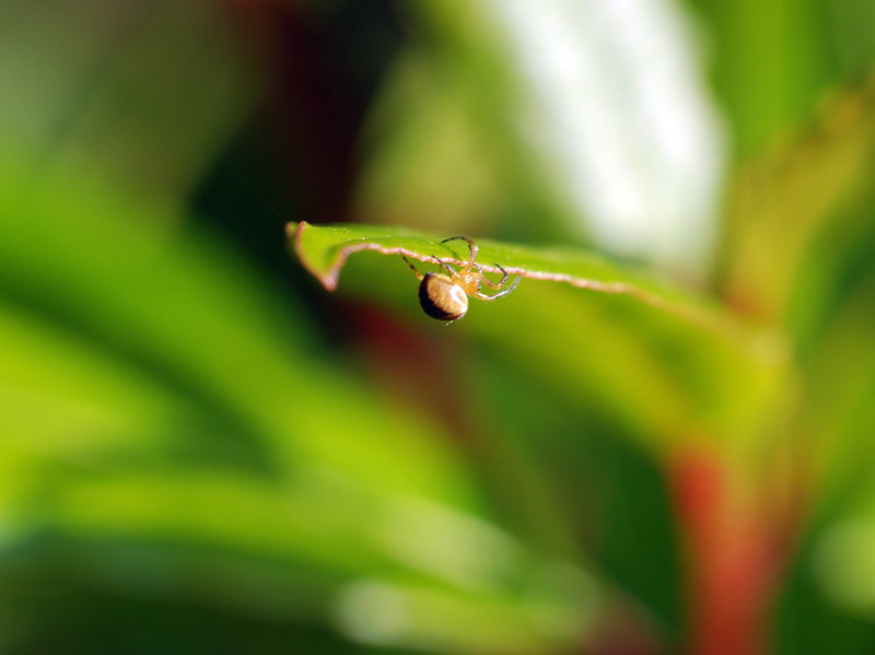 minispider.jpg