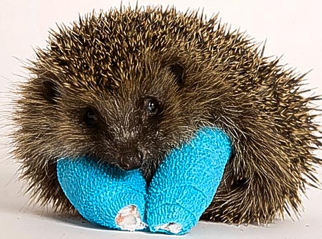 hedgehog2DM0412_468x348.jpg