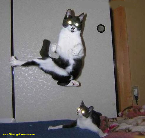 cats-reloaded.JPG