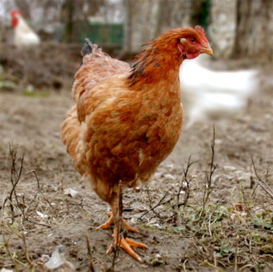 poule.jpg
