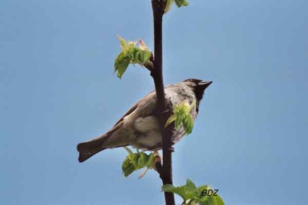 moineau6.jpg
