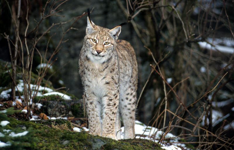 lynx-pyrénées-corbières-ferus.jpg