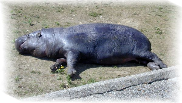 Hippo_Nain_2.jpg