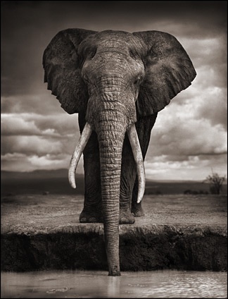 elephant_drinking.jpg