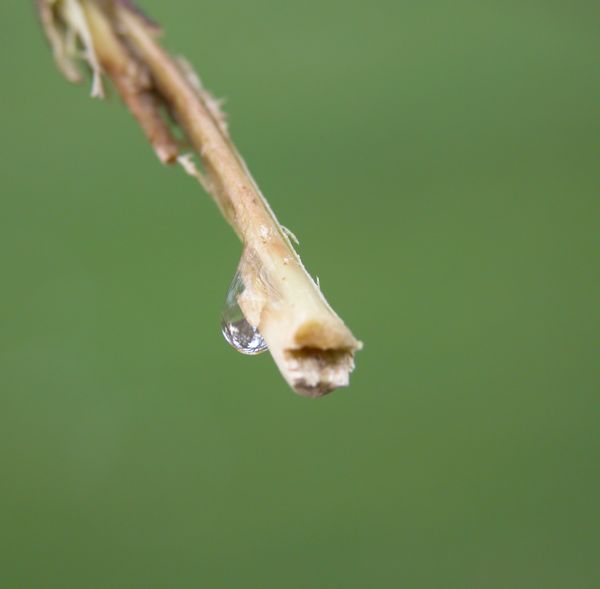 goutte_bois.jpg