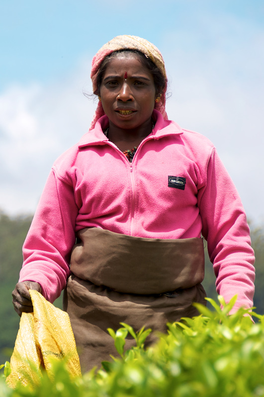 nuwara-eliya-cueilleuse.jpeg