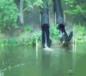 tumblr_lydfcaTv931r3gb3zo1_400.gif