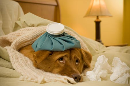 sick-as-a-dog.jpg
