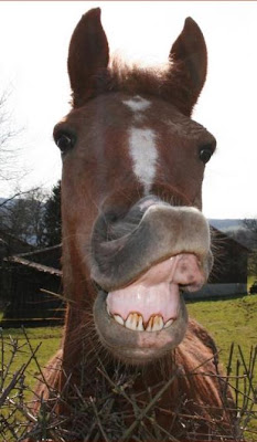 CHEVAL+RIT.jpg