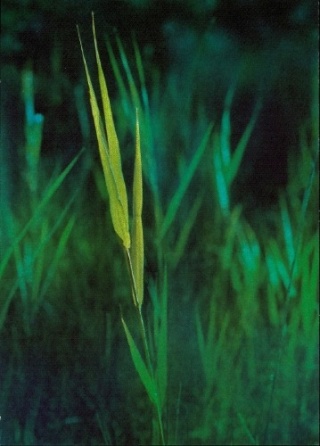 roseau12.jpg
