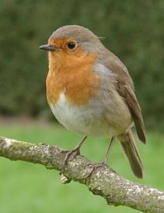 ErithacusRubecula.jpg