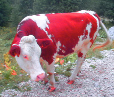 vache.jpg