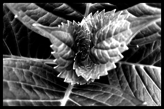 hortensia1bis.jpg