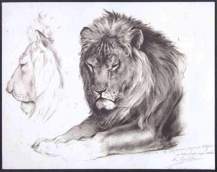 lion1.jpg