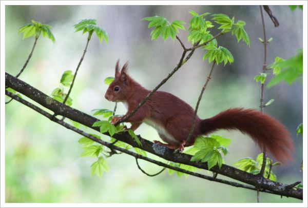 EcureuilArdennais09.jpg