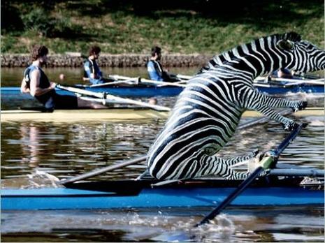 aviron-zoo-lympiques-pekin-etonnant-L-1.jpeg