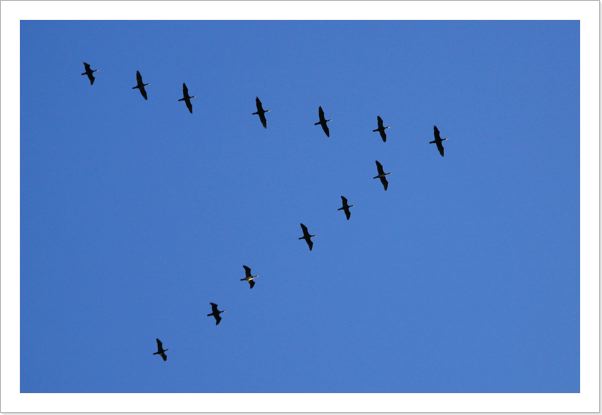 VEscadrille.jpg
