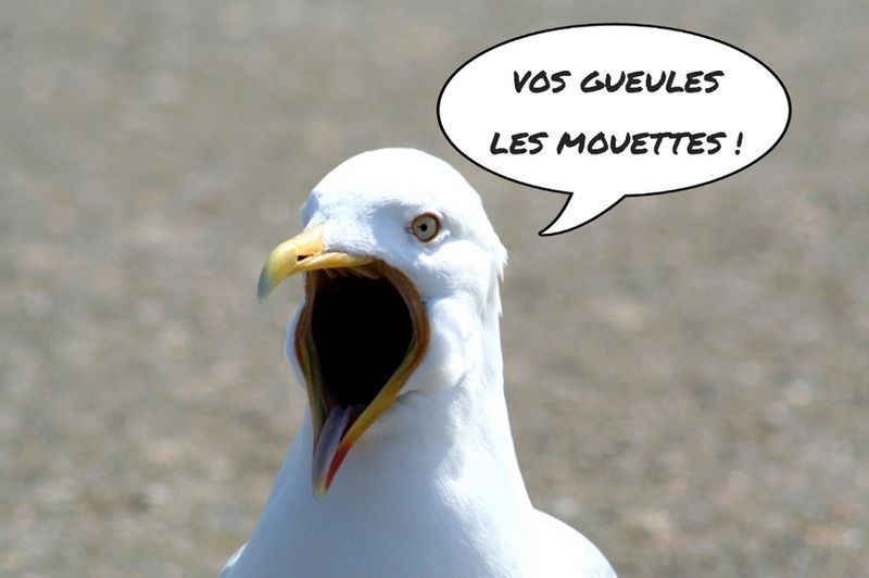 vos-gueules-les-mouettes.jpg