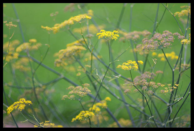 fleur4.jpg