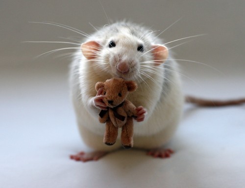 souris.jpg