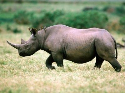 rhinoceros.jpg