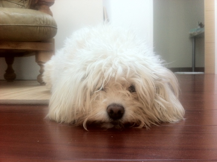 animaux001.JPG