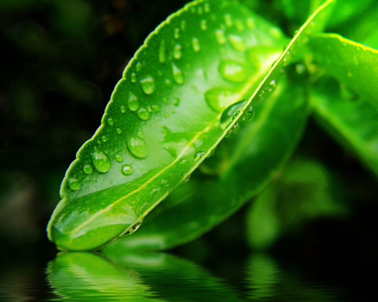 1790-plante-WallFizz.jpg