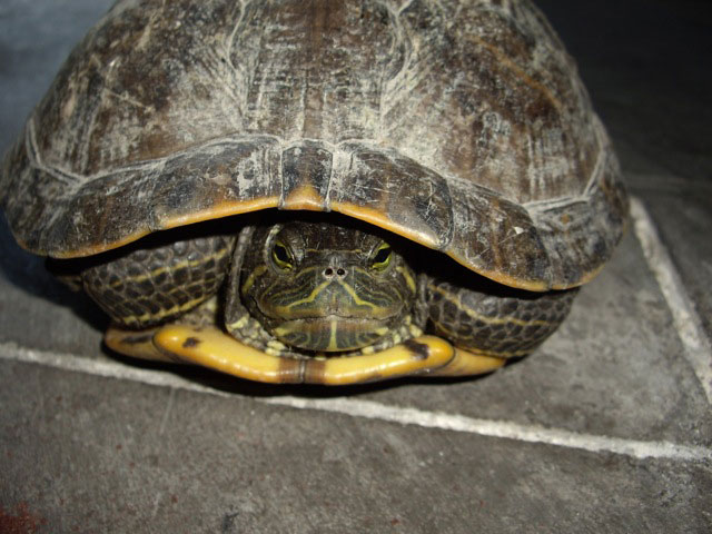 tortue.jpg