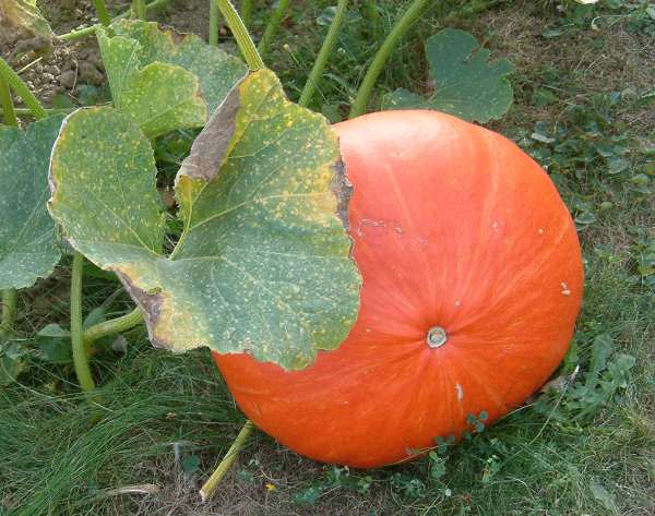 potiron.jpg