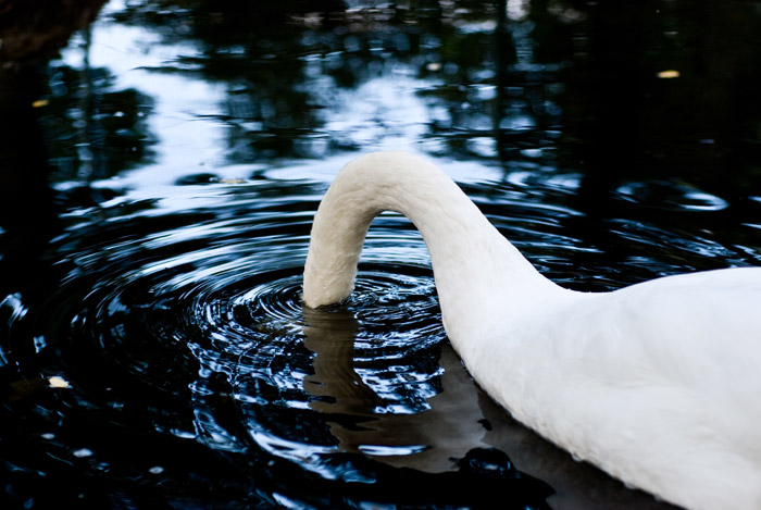 cygne.jpg