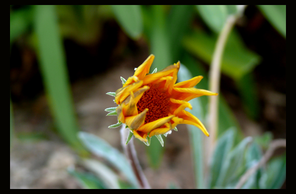 sunflower.jpg