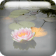 nenuphar.gif