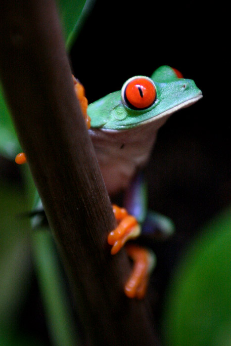grenouille.jpg