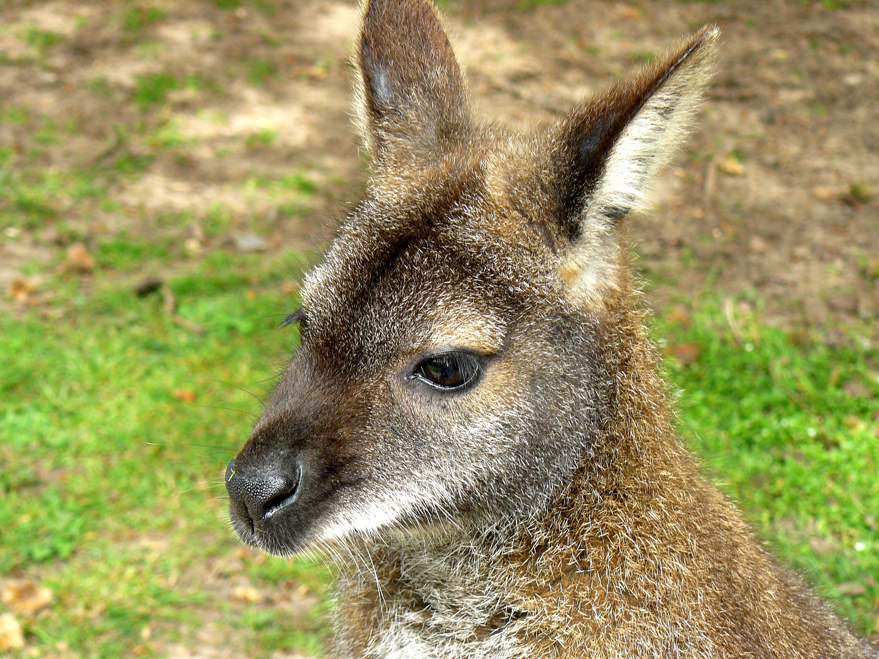 Réserve_de_Sauvage_Kangourou_Wallaby_2.jpg