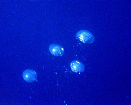 dolph_bubbles.jpg
