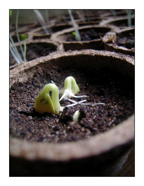 courgettes.jpg