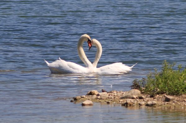 Oiseaux-7601.JPG