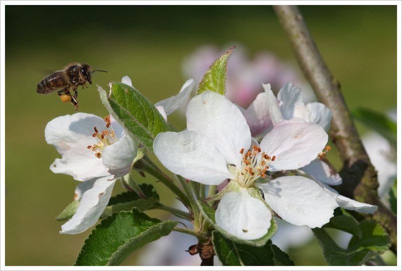 Abeille090501.jpg